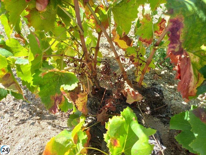 Alarmante aumento de roturaciones forestales en La Rioja para fines vitivinícolas, preocupación para Amigos de la Tierra.