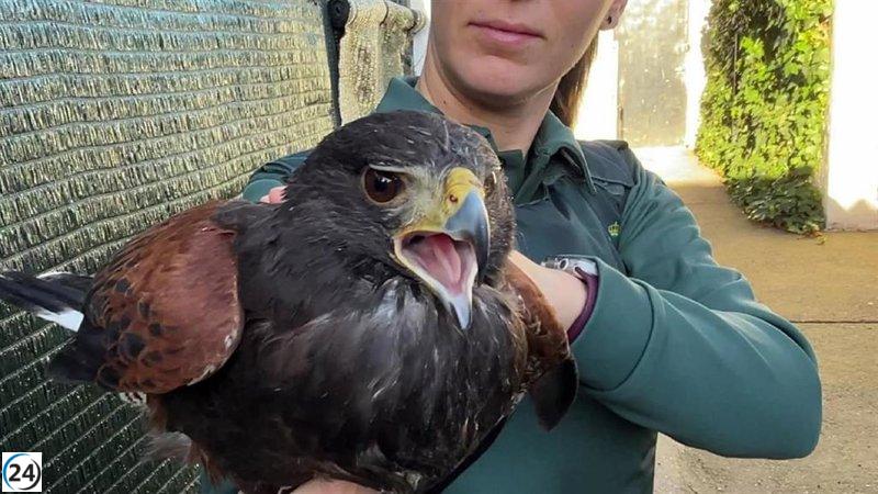 SEPRONA decomisa Águila Harris en vivienda de Hormilleja (La Rioja)