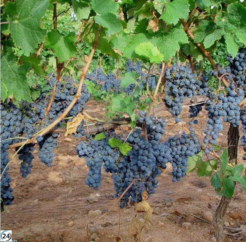 Bodegas Familiares sugiere reducir un 10% de la superficie de viñedo como medida para afrontar la crisis