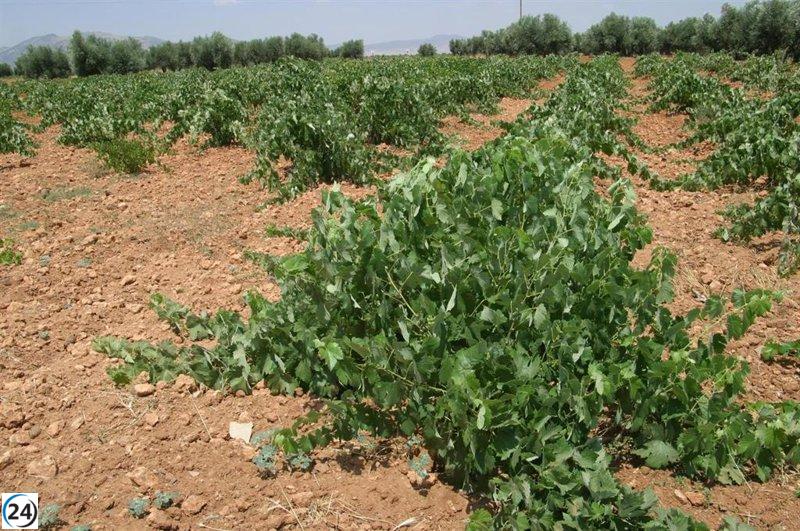 UAGR-COAG culpa a la Ley de la Cadena del aumento de hectáreas para la vendimia en verde.
