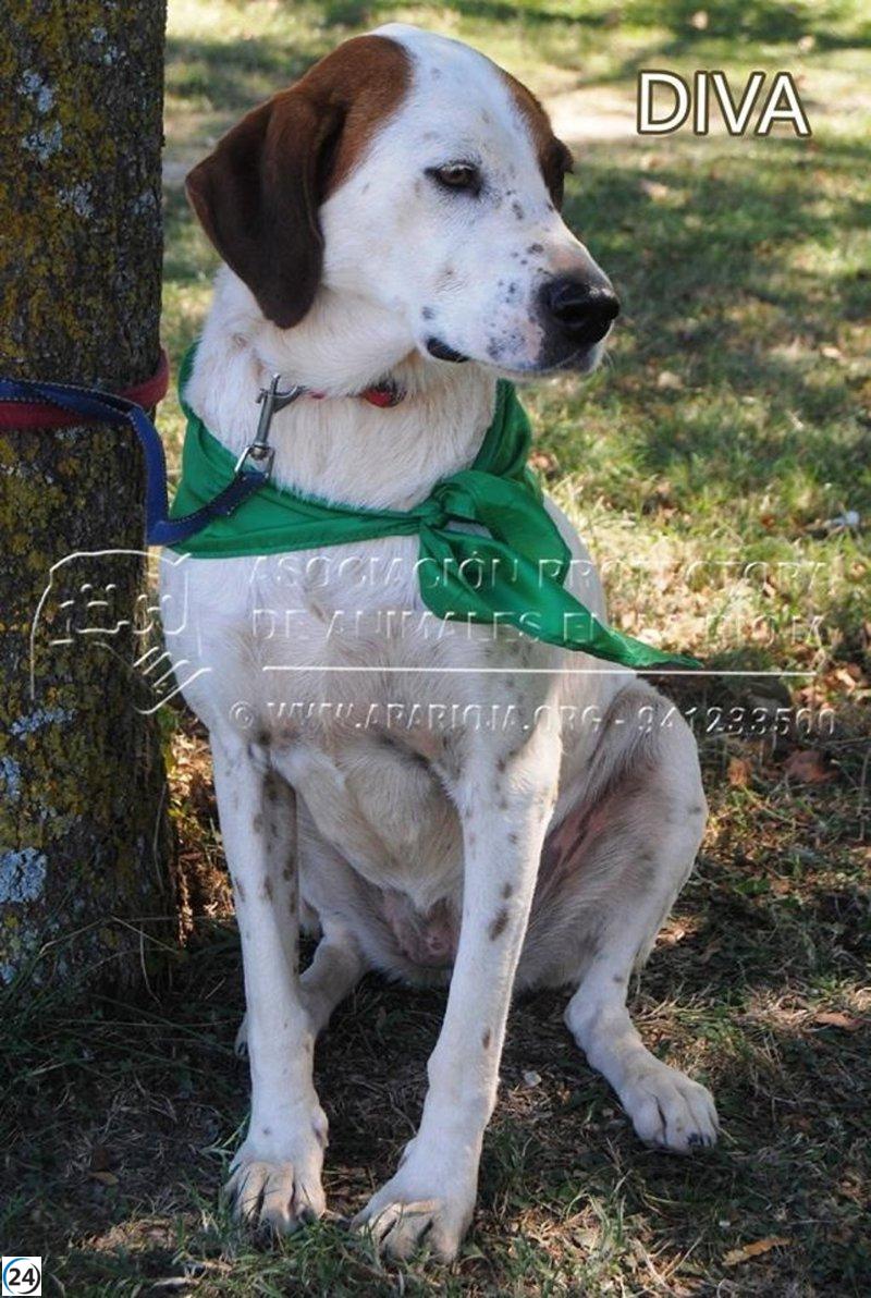 APA Rioja recibe elogios por su excelente labor en la recogida de animales.