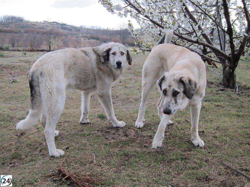 La Rioja aguarda la Ley de Protección Animal estatal para avanzar en su normativa regional, según Manzanos.