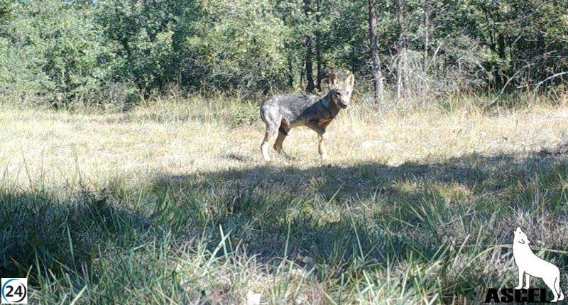 Herranz urge a Sánchez a respaldar a ganaderos y reducir protección del lobo en España.