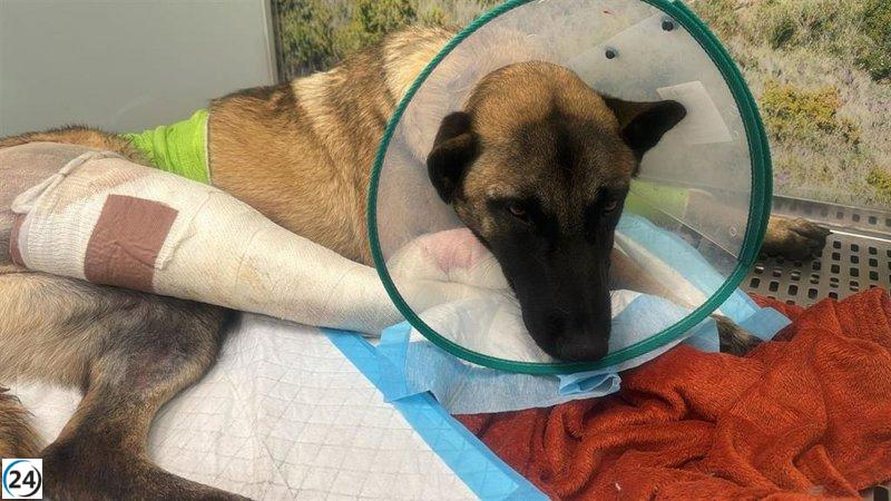 APARIOJA denuncia abandono de animales por el Gobierno de La Rioja durante el puente.