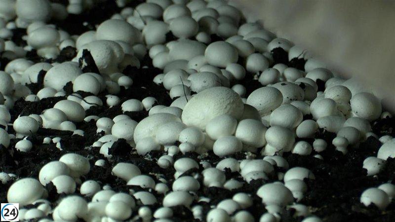 UAGR confía en que se garantice apoyo a todos los cultivadores de champiñón para su modernización.