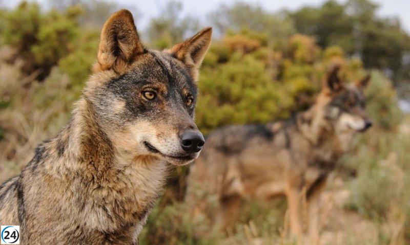 Gamarra urge al Congreso a limitar la protección del lobo para garantizar la tranquilidad de los ganaderos.