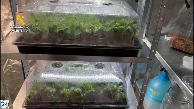 Dos hermanos arrestados tras hallazgo de cultivo de marihuana vinculado a caso de violencia de género.