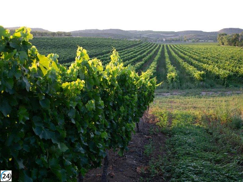 Detectan el primer foco de mildiu en viñedo de Alfaro, según Agricultura.