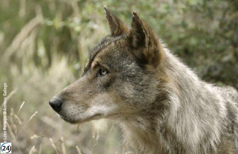 Manzanos anticipa que en verano se implementará la norma que permitirá cazar lobos.