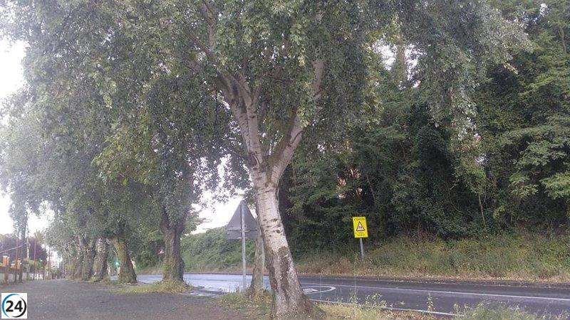 Ecologistas en Acción de Haro advierten sobre la posible eliminación de álamos centenarios en la Avenida Bretón de los Herreros.