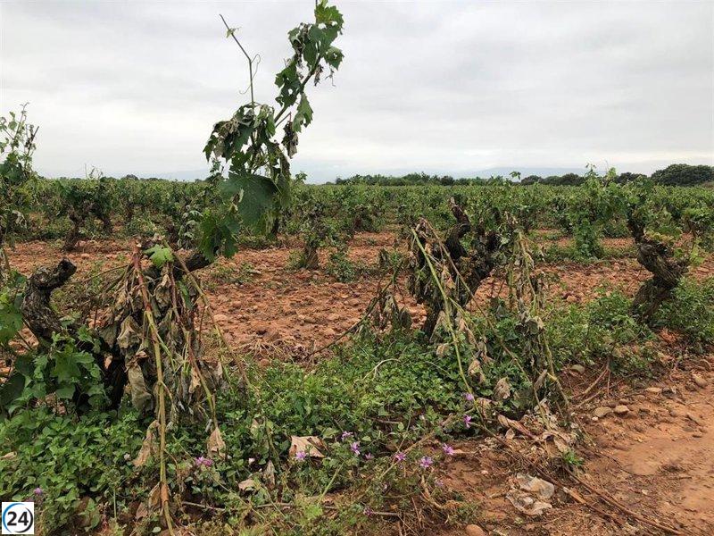 'Por La Rioja' denuncia la inacción del Gobierno ante los estragos de la granizada en la agricultura.