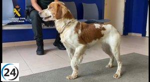 Rescatado un perro de una balsa de riego en El Villar de Arnedo por la Guardia Civil