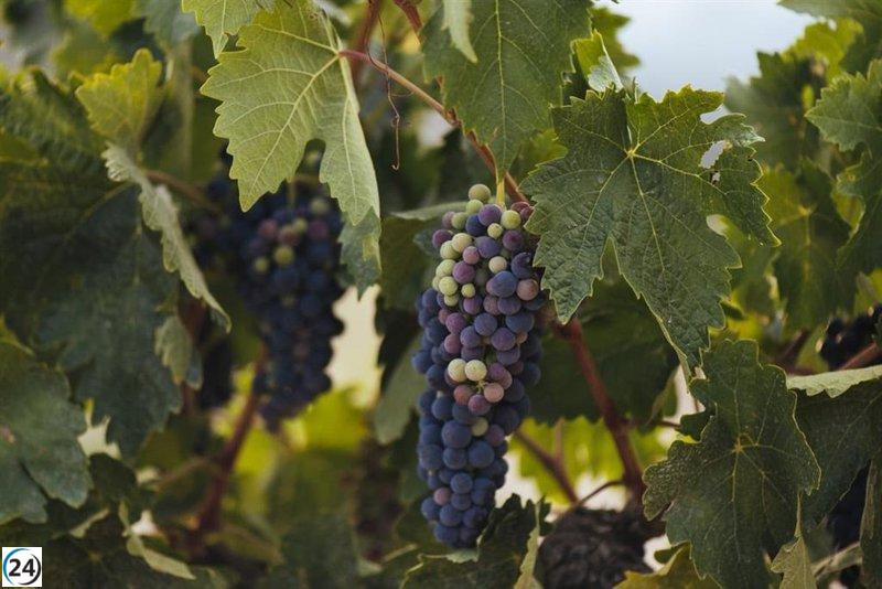 La UR ofrece un curso de verano centrado en la sostenibilidad del vino y la opción de vinos sin alcohol.