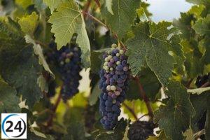 La UR ofrece un curso de verano centrado en la sostenibilidad del vino y la opción de vinos sin alcohol.