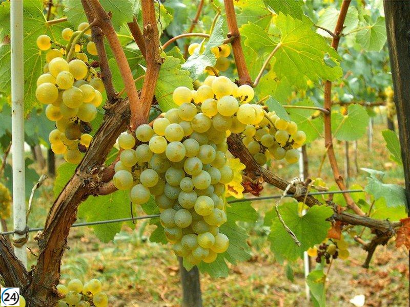 Más de 1.000 viticultores de La Rioja concluyen la cosecha en verde en 3.000 hectáreas, con apoyos de 1,2 millones.