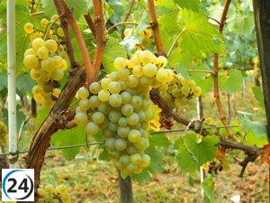 Más de 1.000 viticultores de La Rioja concluyen la cosecha en verde en 3.000 hectáreas, con apoyos de 1,2 millones.
