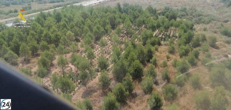 Descubren cultivo de marihuana oculto en pinares de Aldeanueva de Ebro, La Rioja.