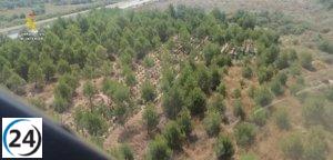Descubren cultivo de marihuana oculto en pinares de Aldeanueva de Ebro, La Rioja.