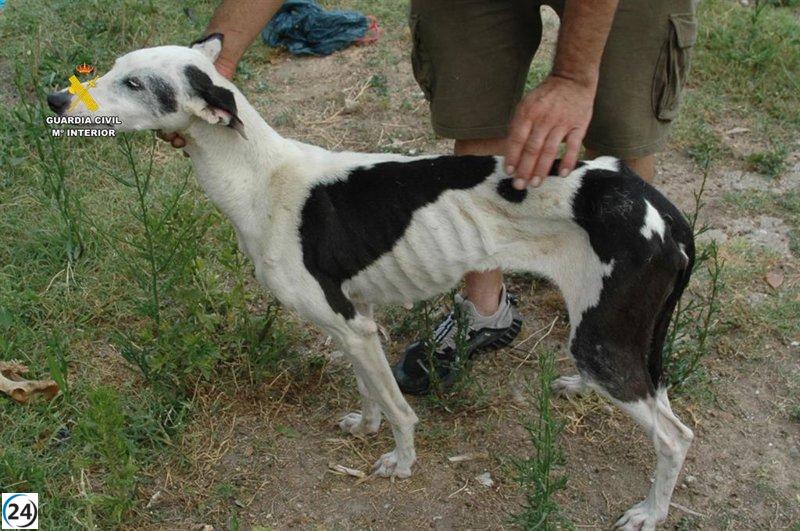 SEPRONA actúa en una perrera de Calahorra y somete a investigación a su dueño.