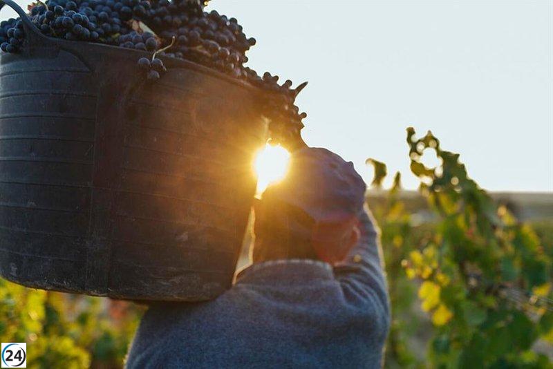 La vendimia en Rioja sufre por escasez de trabajadores temporales.