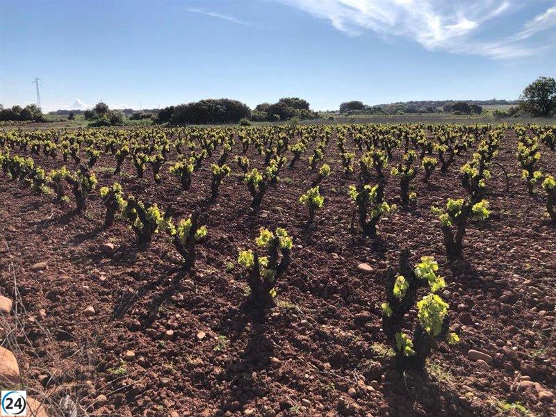 UAGR-COAG denuncia pérdidas alarmantes para los viticultores en informe de costos de la Consejería.