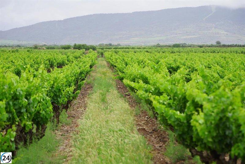 Casi 4,5 millones en ayudas para 761 viticultores afectados por problemas de venta.