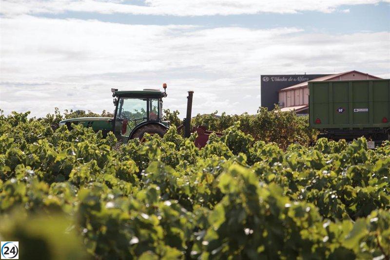 La vendimia arranca con una caída de producción de uva sin precedentes.