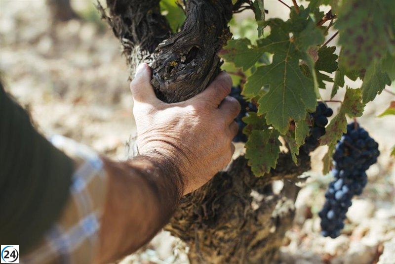 Viñedos de Rioja Oriental alcanzan una maduración anticipada y saludable.