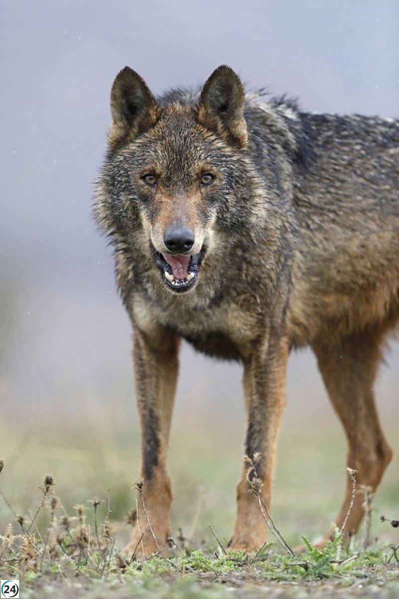 UPA denuncia la creciente amenaza de lobos sobre el ganado en las 7 Villas.