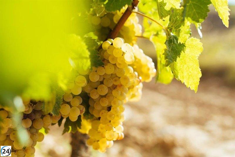 El Consejo Regulador de la DOCa Rioja ratifica en su segundo boletín que las condiciones sanitarias son