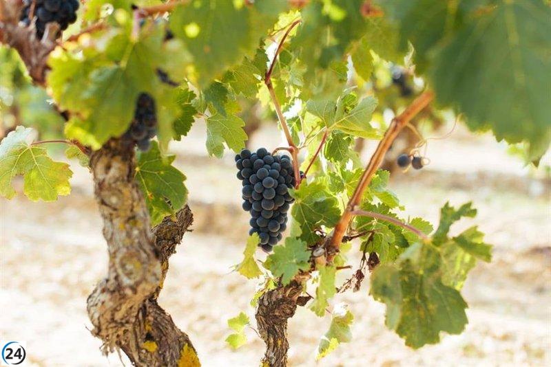La DOCa Rioja asegura un avance sobresaliente en la vendimia de este año.