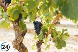 La DOCa Rioja asegura un avance sobresaliente en la vendimia de este año.