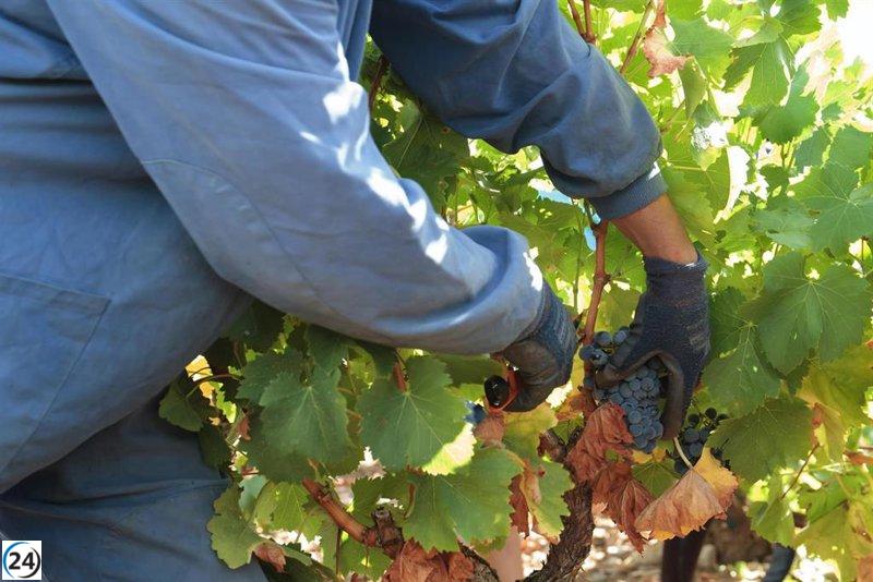 Agricultura otorga apoyo definitivo a 764 viticultores en crisis de comercialización.