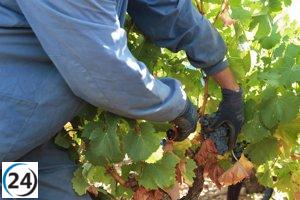 Agricultura otorga apoyo definitivo a 764 viticultores en crisis de comercialización.