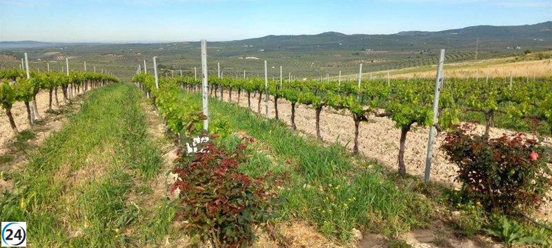 La Rioja incrementa a 6,2 millones de euros el apoyo para modernizar explotaciones agrícolas.
