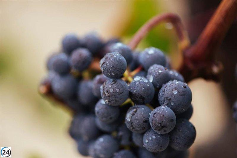 DOCa Rioja destaca maduración 
