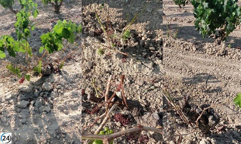 UAGR-COAG presenta propuestas para mitigar el impacto de la fauna salvaje.
