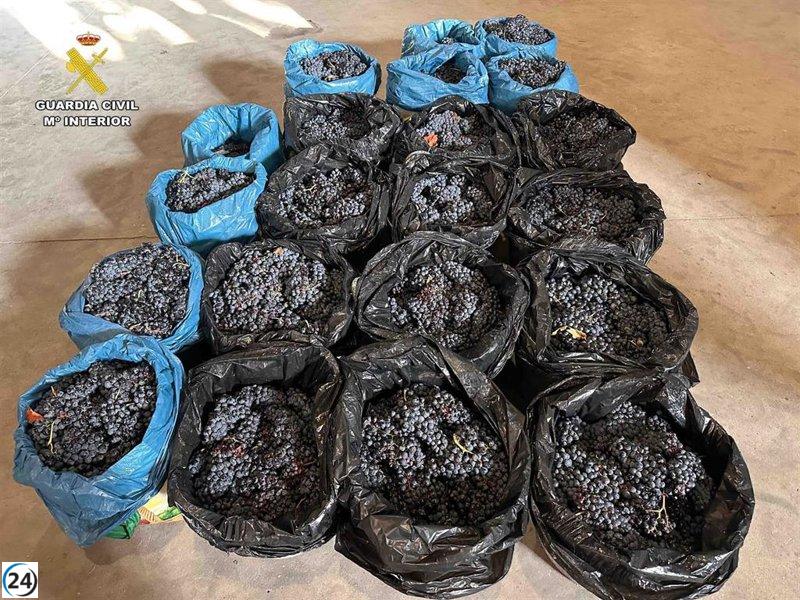 La Guardia Civil indaga a cuatro individuos por el robo de 500 kilos de uvas en Briones, La Rioja.