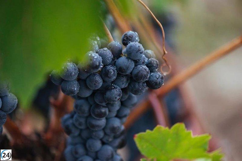 Rioja se prepara para una vendimia histórica con calidad sobresaliente.