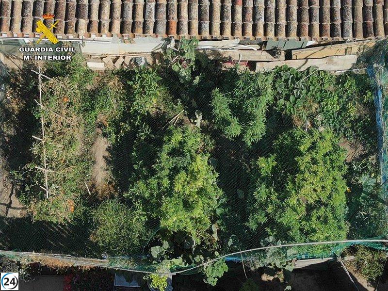 Guardia Civil encuentra en Arrúbal un domicilio con fuerte olor a marihuana.