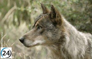 Amigos de la Tierra La Rioja se opone a la reanudación de la caza de lobos planteada por el Gobierno regional.