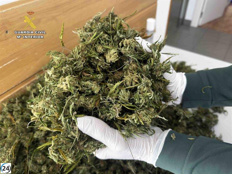 La Guardia Civil indaga a un residente de Viguera por sembrar marihuana en su hogar.