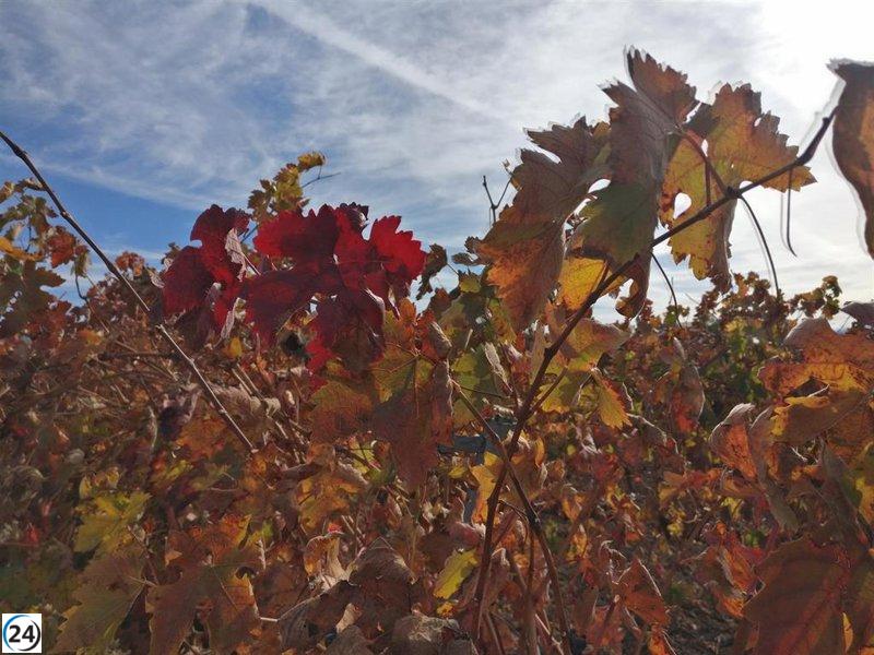 PP logra un pacto histórico en la UE para fortalecer la financiación y competitividad del vino.