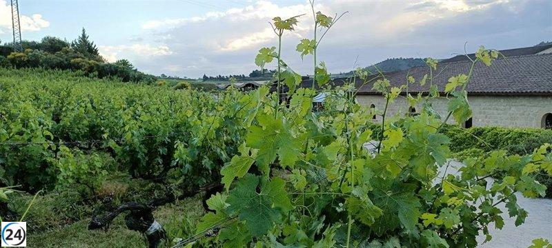 Bodegas Familiares espera con interés el inicio de la cosecha y critica la destilación como un mero remedio temporal.