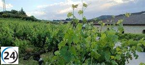 Bodegas Familiares espera con interés el inicio de la cosecha y critica la destilación como un mero remedio temporal.