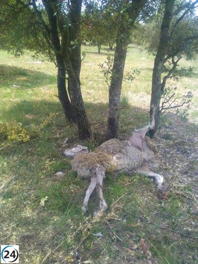 Agentes Forestales del Gobierno advierten y denuncian un presunto caso de abandono y castigo animal en los Obarenes