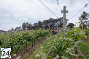 Viñedos de Álava y ABRA apelan suspensión de permiso de venta de vinos