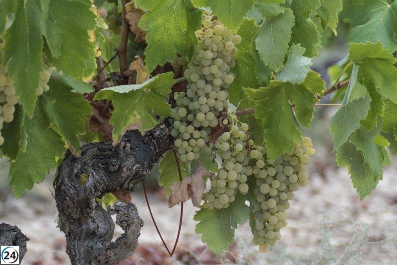 Consejo Regulador de Rioja busca liderazgo en sostenibilidad.