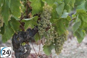 Consejo Regulador de Rioja busca liderazgo en sostenibilidad.