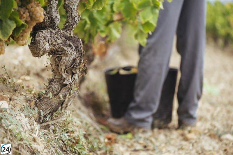 El Gobierno de La Rioja recopilará información de excedentes de vino para ayudar a la destilación.